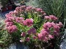 Sedum Spectabile Autumn Joy