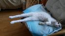IMG-20180608-WA0005