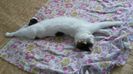 IMG-20180327-WA0002