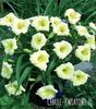longsfield pearl-5,18