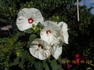 hibiscus moscheotus white