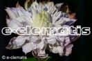 veronica s' choise-22,9