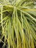 Carex Everlime