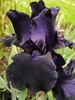 Iris Germanica Black Dragon