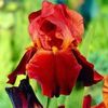 Iris Germanica Sultan\