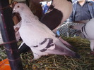 PB142268
