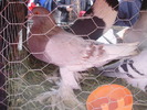 PB142270