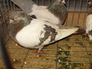 PB142487