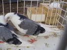 PB152539