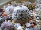 Turbinicarpus valdezianus, MM 96 Tecolotes, Zac., boboci