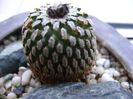 Turbinicarpus pseudopectinatus
