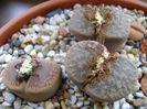 Lithops - inceput de vegetatie