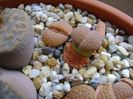 Lithops - inceput de vegetatie