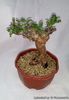 Boswellia sacra