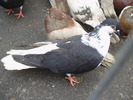 PB152607