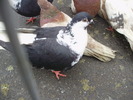 PB152608