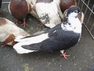 PB152609