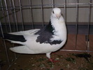 PB152659