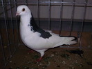 PB152660