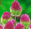 Bulbi Allium Sphaerocephalon