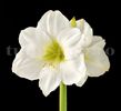 Bulbi Amaryllis Mont Blanc