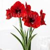 Bulbi Amaryllis Red Lion