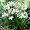 Bulbi Nerine Alba