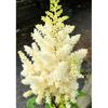 Bulbi Astilbe Weisse Gloria