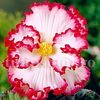 Bulbi Begonia Crispa Marginata Alba