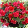 Bulbi Begonia Curgatoare Rosie