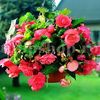 Bulbi Begonia Curgatoare Roz