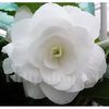 Bulbi Begonia Nonstop Alba