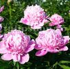 Bulbi Bujori Sarah Bernhardt