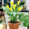 Bulbi Cala Florex Gold