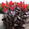 Bulbi Canna Black Knight