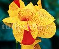 Bulbi Canna Cleopatra