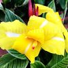 Bulbi Canna Striped Beauty