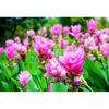 Bulbi Curcuma Rose