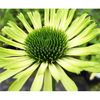 Bulbi Echinacea Green Jewel