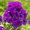Bulbi Flox Purple Flame