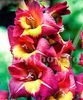 Bulbi Gladiole Brescia