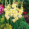 Bulbi Gladiole Buggy