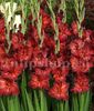 Bulbi Gladiole Chocolate
