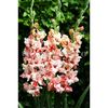 Bulbi Gladiole Frizzle Butterfly