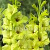 Bulbi Gladiole Prima Verde