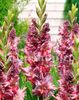 Bulbi Gladiole Rostov