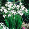Bulbi Gladiole Stelate