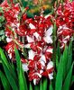 Bulbi Gladiole Zizanie