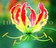 Bulbi Gloriosa Superba