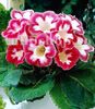 Bulbi Gloxinia Blanche de Meru
